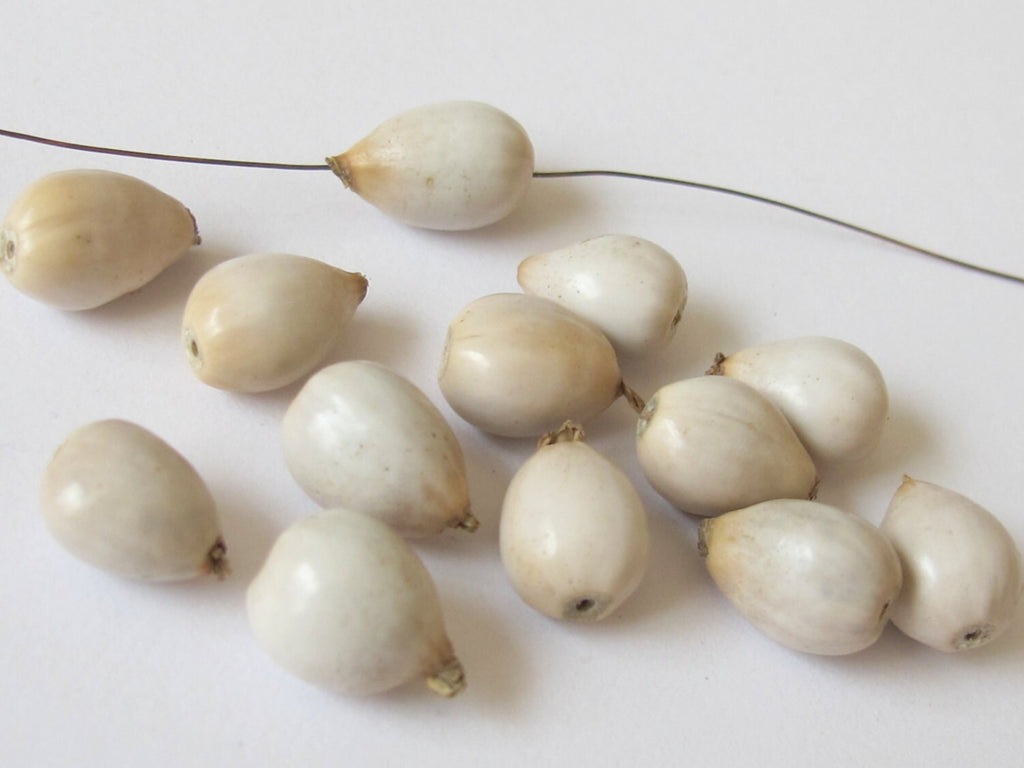 10 BEADS - Natural Panyas whole nut teardrop shape seed beads - NB112
