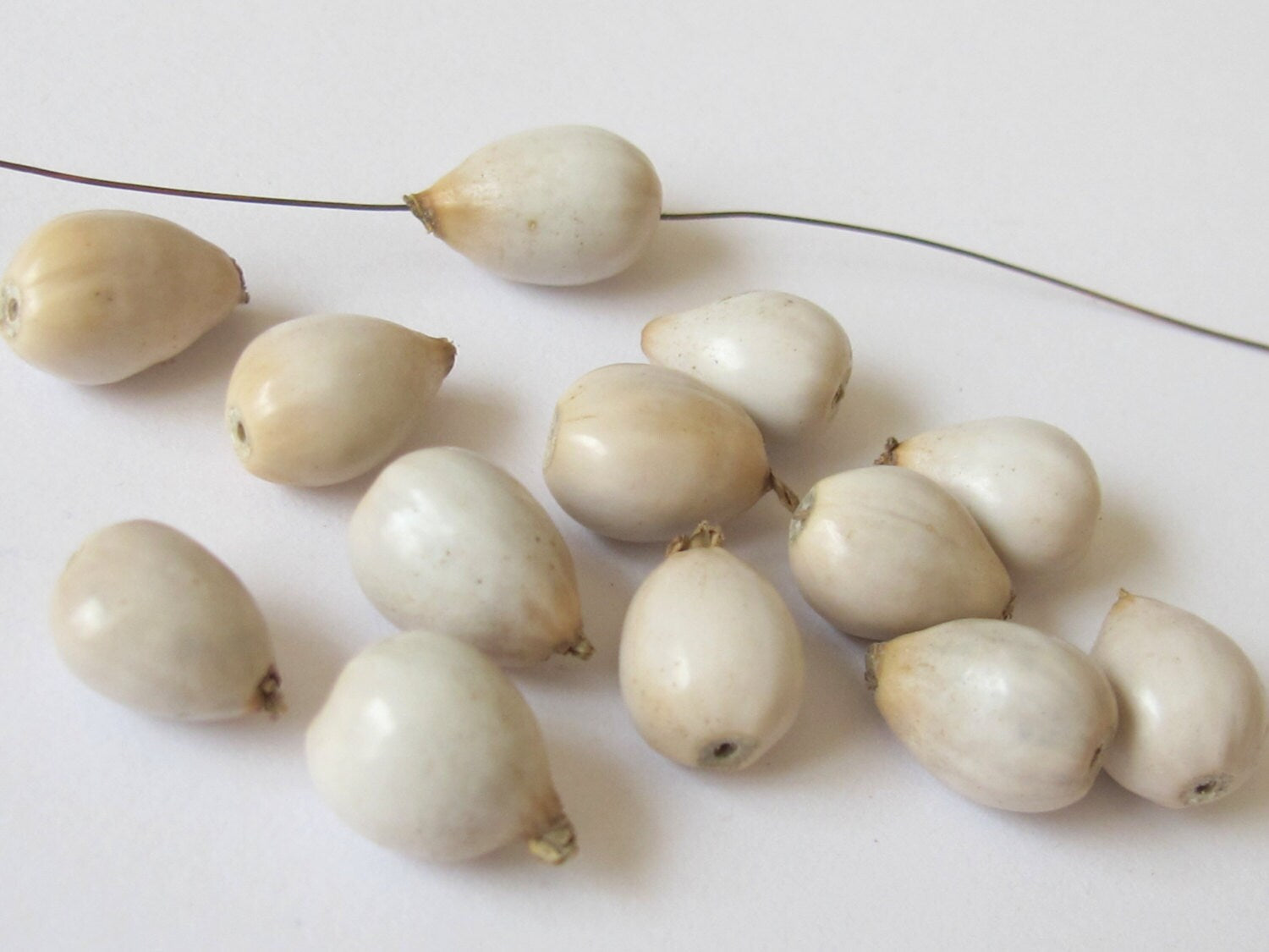 10 BEADS - Natural Panyas whole nut teardrop shape seed beads - NB112