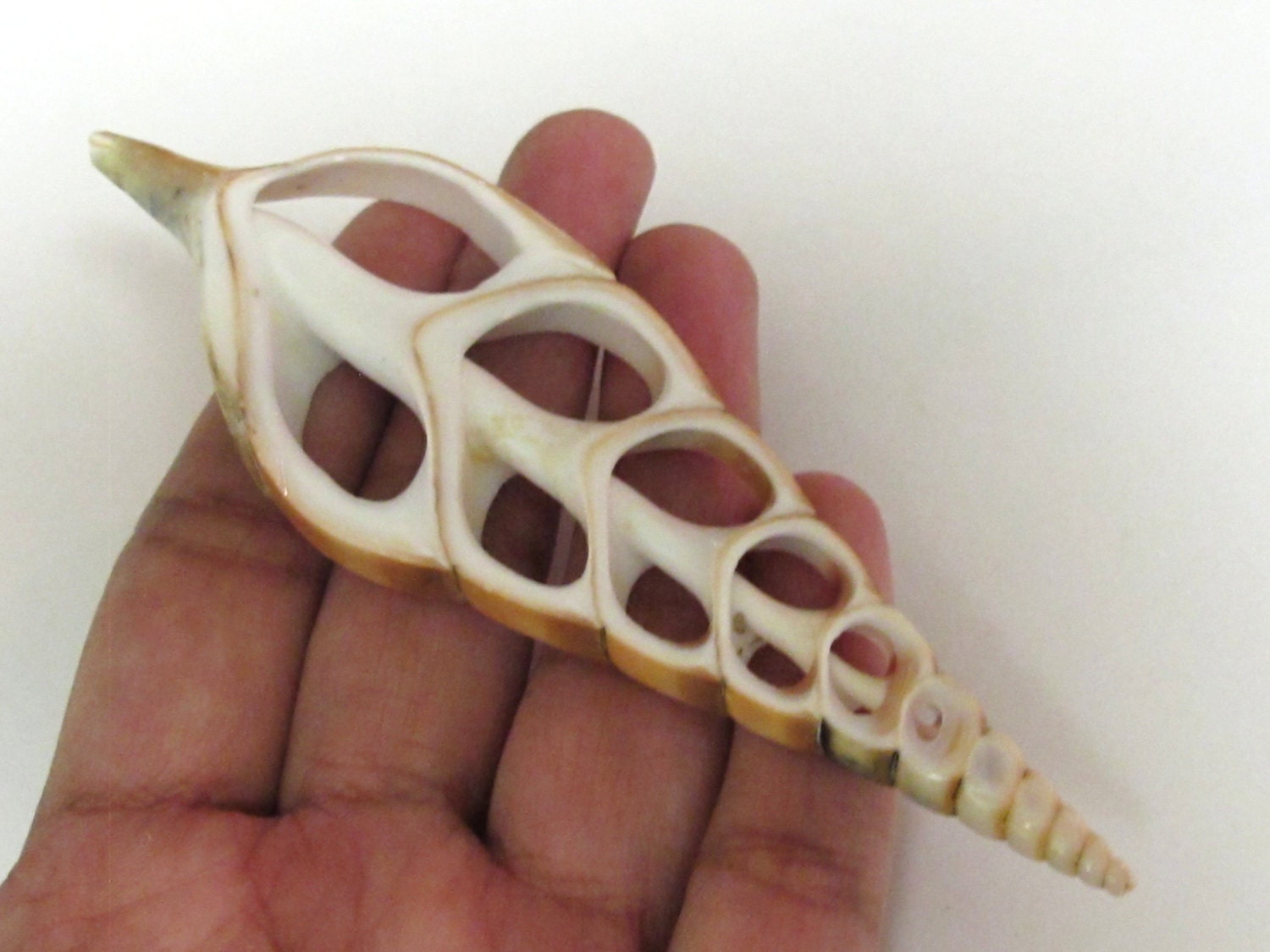 1 Large complete center cut turritella shell pendant - 4 to 5 inches long - SP033