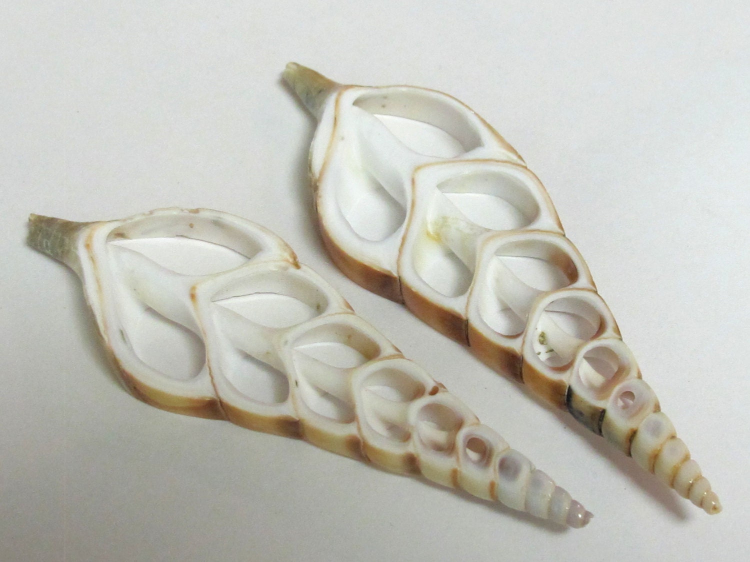 1 Large complete center cut turritella shell pendant - 4 to 5 inches long - SP033