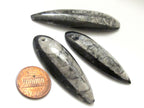 Reserved - 2 pieces - B and D - Small Medium size Drilled orthoceras fossil pendant - PB081A