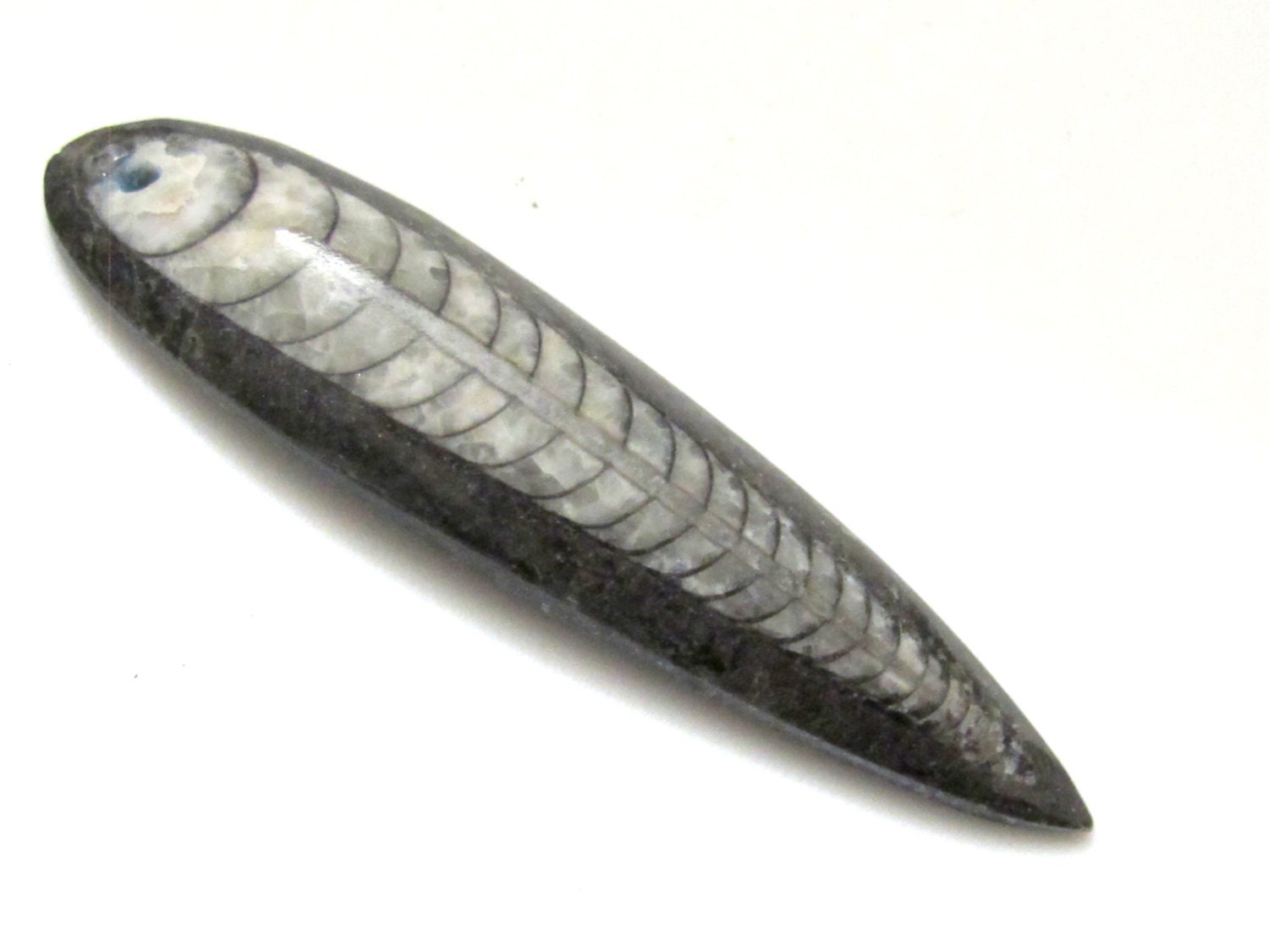 1 piece - Long Drilled orthoceras fossil pendant - PB081B
