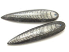 1 piece - Long Drilled orthoceras fossil pendant - PB081B