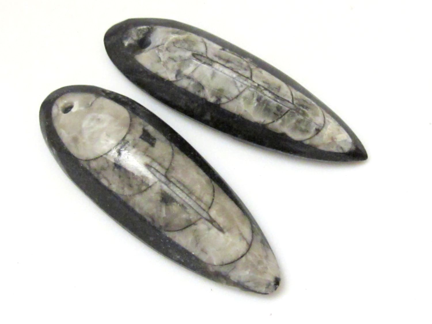 1 piece - Small Medium size Drilled orthoceras fossil pendant - PB081A