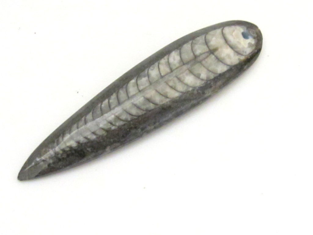 1 piece - Long Drilled orthoceras fossil pendant - PB081B