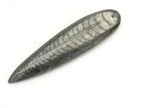 1 piece - Long Drilled orthoceras fossil pendant - PB081B
