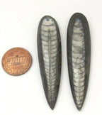 1 piece - Long Drilled orthoceras fossil pendant - PB081B