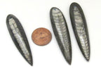 1 piece - Long Drilled orthoceras fossil pendant - PB081B