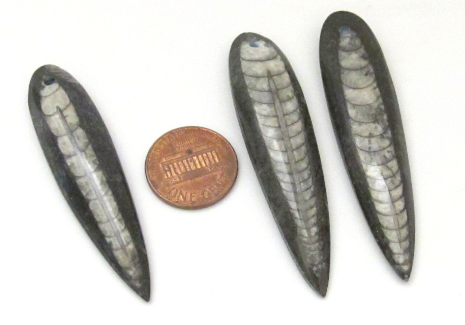 1 piece - Long Drilled orthoceras fossil pendant - PB081B