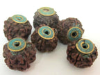 2 BEADS - Nepal Rudraksha beads with Turquoise brass capped - NB119