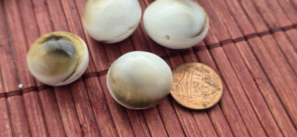4 natural Oval Shell Beads – Unique Black White Brown Pattern | 19 - 23mm Organic Beads for Coastal Boho Jewelry – BD221K