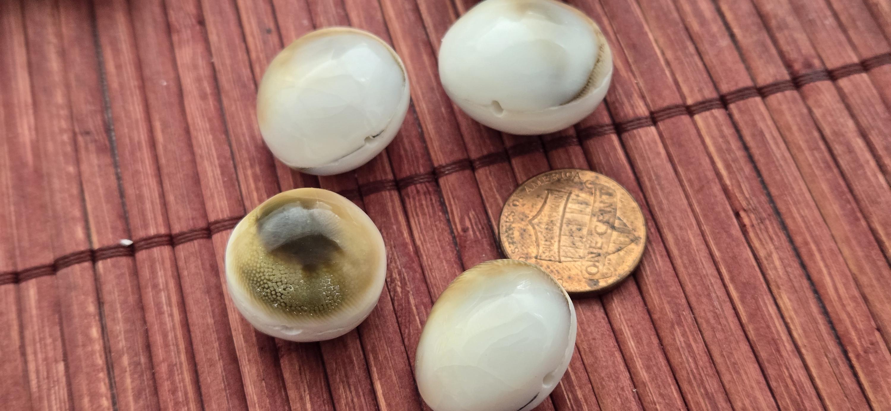 4 natural Oval Shell Beads – Unique Black White Brown Pattern | 19 - 23mm Organic Beads for Coastal Boho Jewelry – BD221K