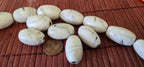1 Bead - Thick Ethnic tibetan old vintage naga conch shell large focal bead from Nepal - CH046G