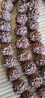 5 -XL Natural Rudraksha Beads from Nepal | 18-20mm Mala Making Supplies | Genuine Organic Prayer Beads | ML005T