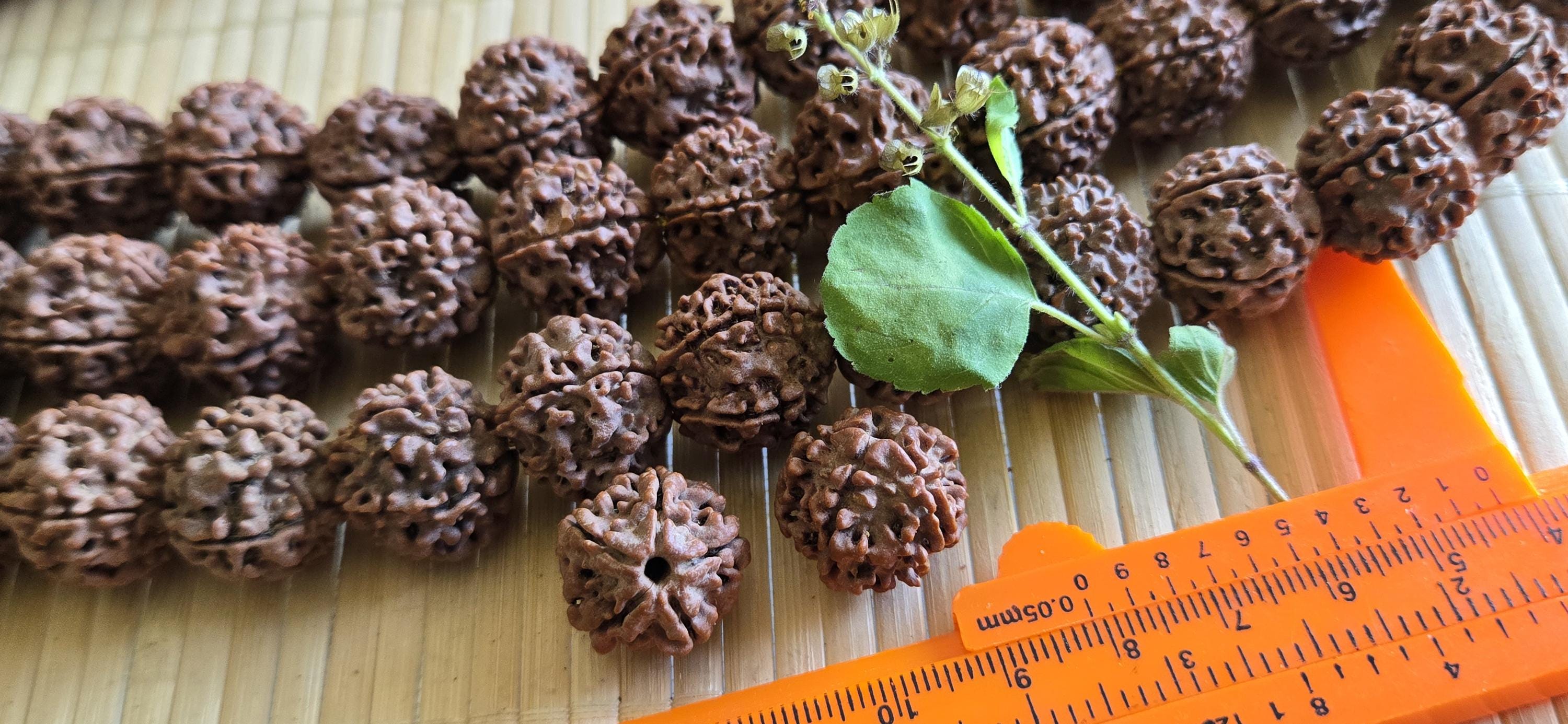 5 -XL Natural Rudraksha Beads from Nepal | 18-20mm Mala Making Supplies | Genuine Organic Prayer Beads | ML005T
