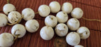 1 Bead - Ethnic tibetan Nepal natural naga conch shell chank beads 16 mm to 18 mm large focal beads - CH047G
