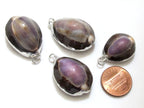 1 Pendant - Exotic Silver plated purple top cowrie shell pendant - SP036