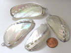 Large Silver edged abalone white mother of pearl shell pendant - 1 piece - SP037