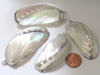 Large Silver edged abalone white mother of pearl shell pendant - 1 piece - SP037