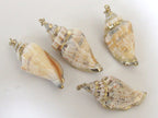 1 Pendant - Gold plated brown spiral conch shell pendant - SP039