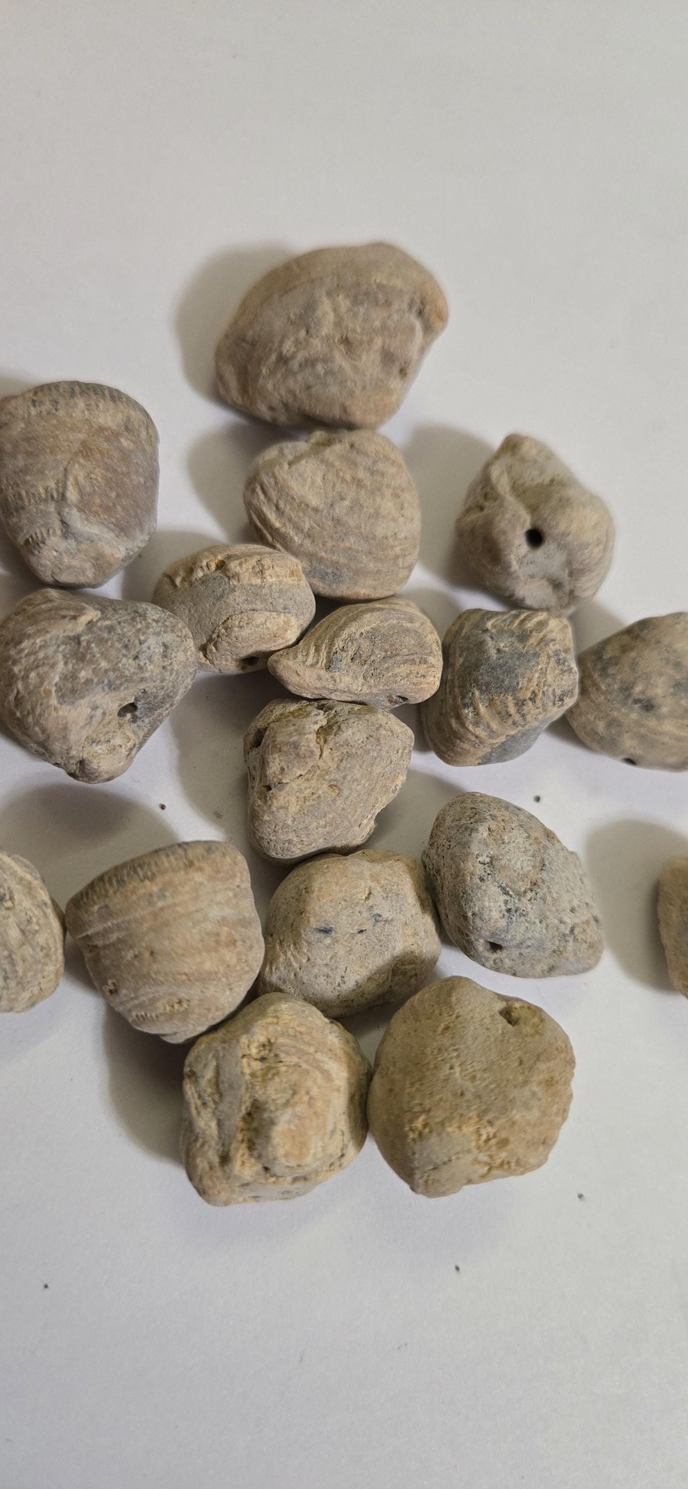 2 beads - Fossilized old shell beads - rough raw gemstone fossilized shell beads - GM153