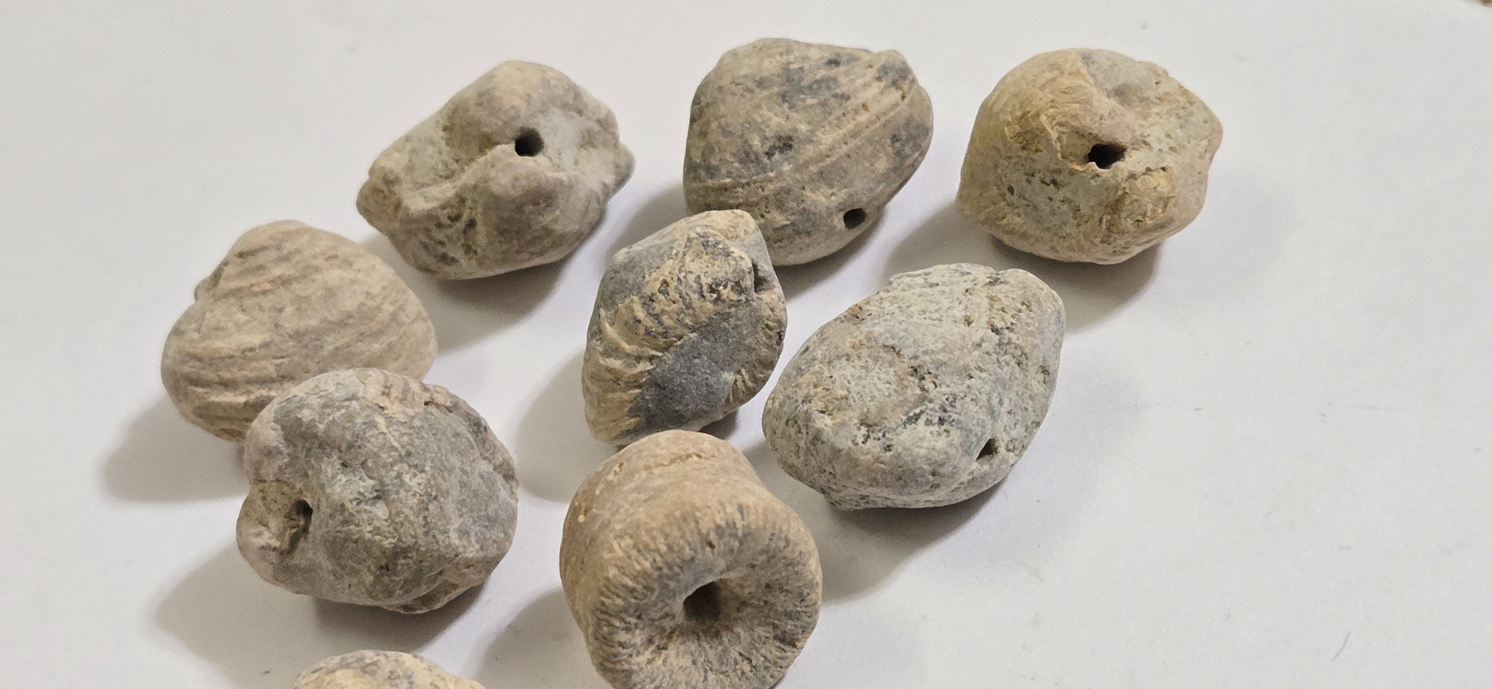 2 beads - Fossilized old shell beads - rough raw gemstone fossilized shell beads - GM153