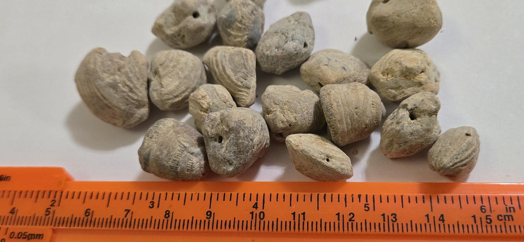 2 beads - Fossilized old shell beads - rough raw gemstone fossilized shell beads - GM153