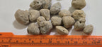 2 beads - Fossilized old shell beads - rough raw gemstone fossilized shell beads - GM153
