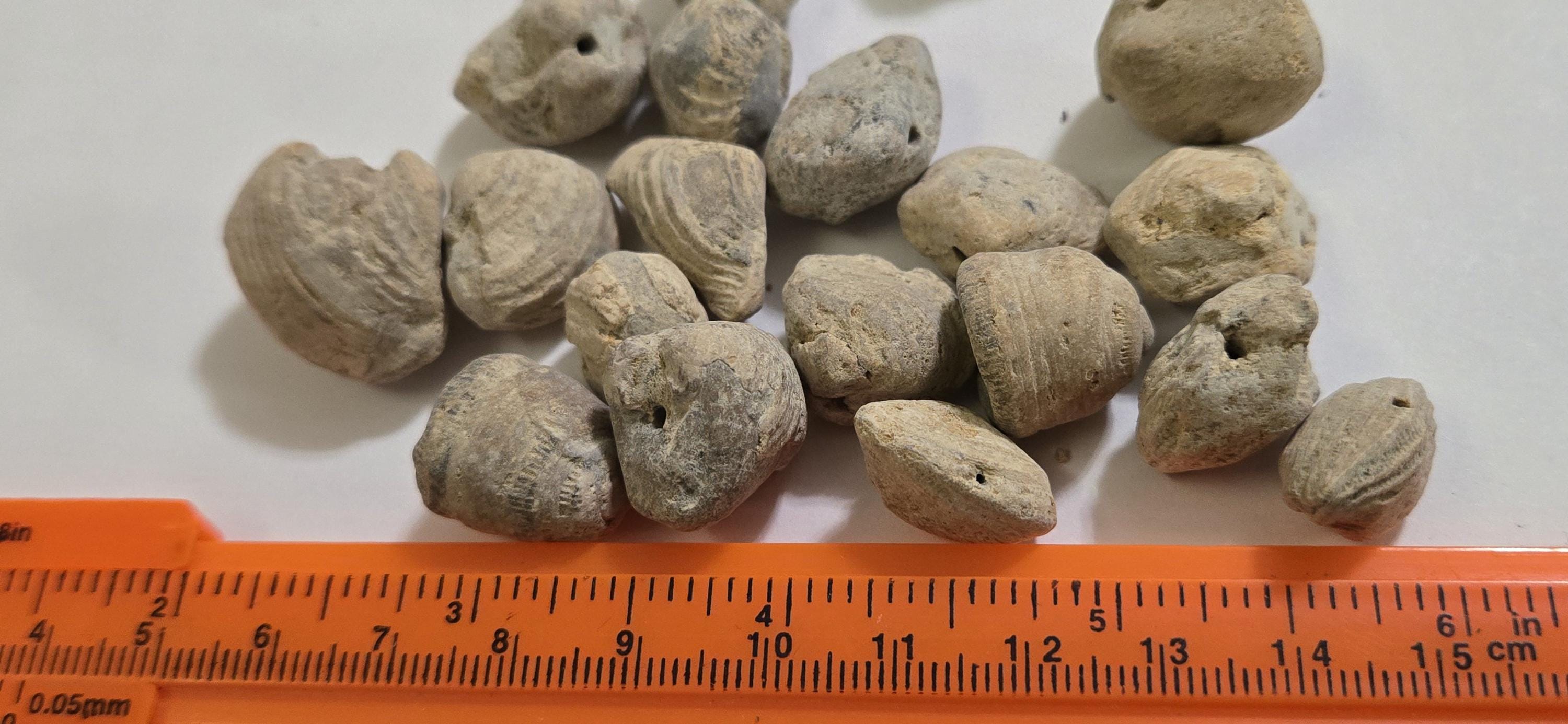 2 beads - Fossilized old shell beads - rough raw gemstone fossilized shell beads - GM153