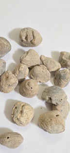 2 beads - Fossilized old shell beads - rough raw gemstone fossilized shell beads - GM153