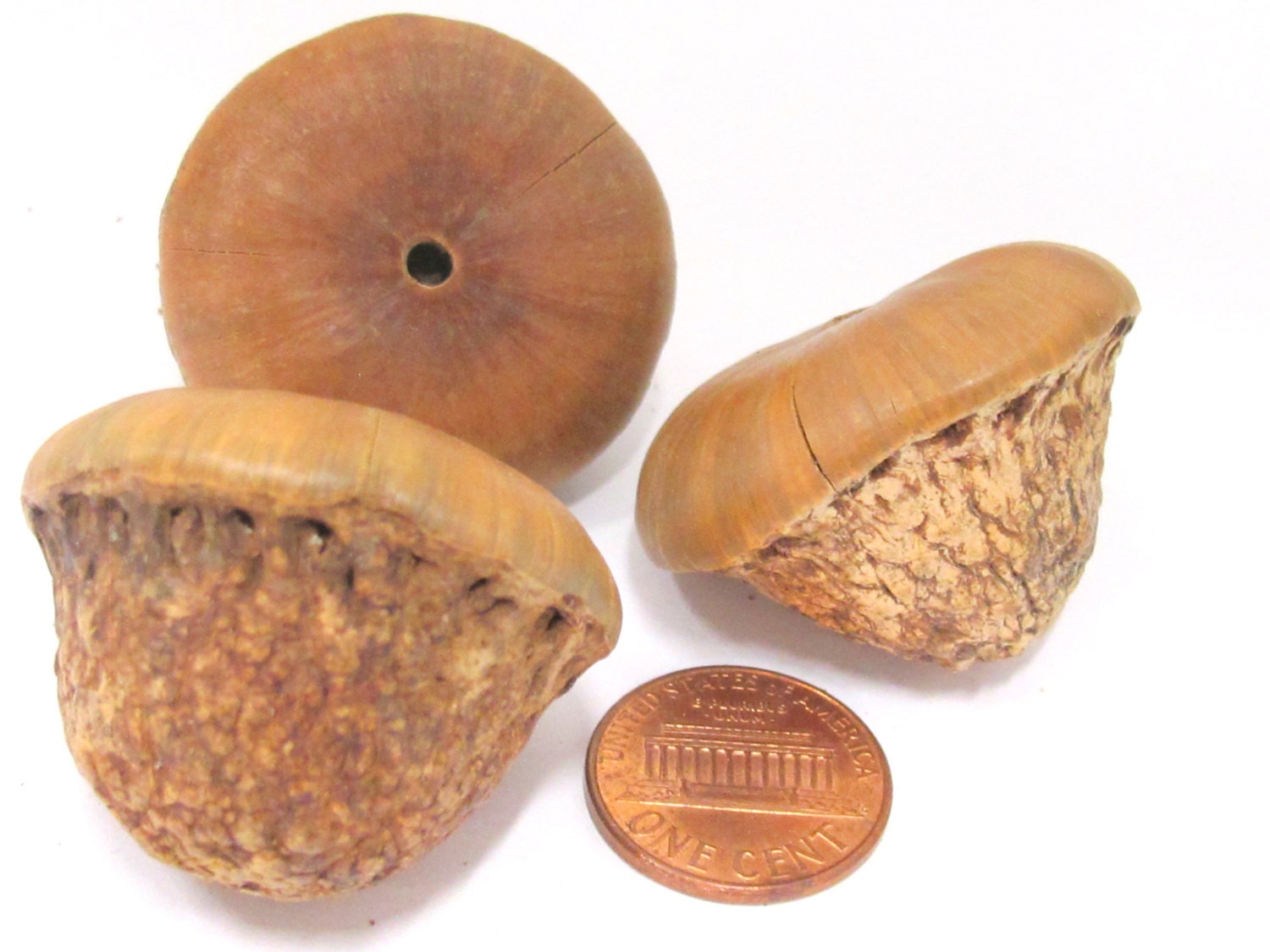 2 BEADS - Large wide big size coconut beads - NB137