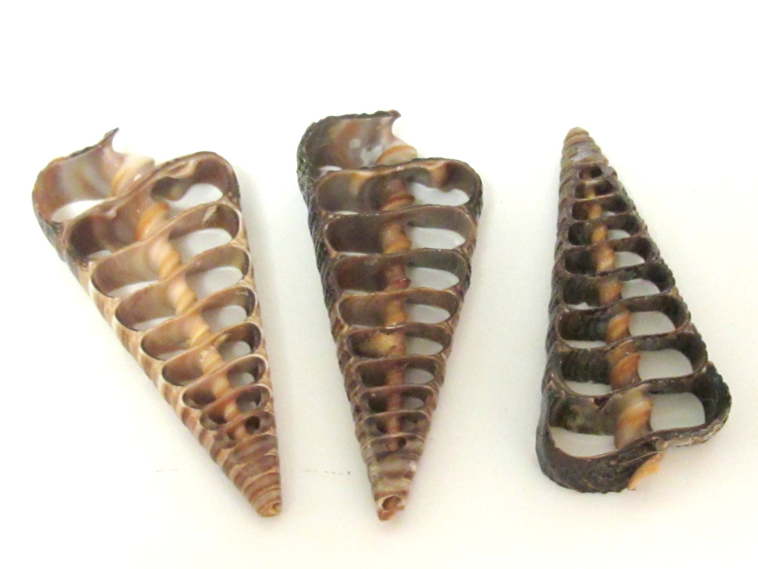 2 Pendants - Large complete center cut shell pendants - 2.5 to 3 inches long - SP041