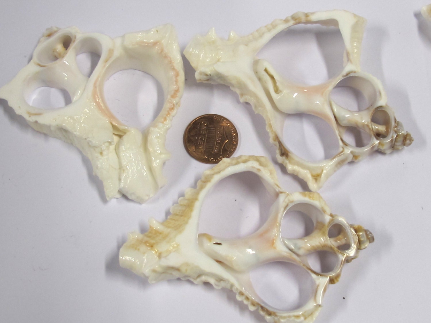 1 Large complete center cut conch shell pendant - 3 to 4 inches long - SP043