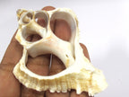 1 Large complete center cut conch shell pendant - 3 to 4 inches long - SP043