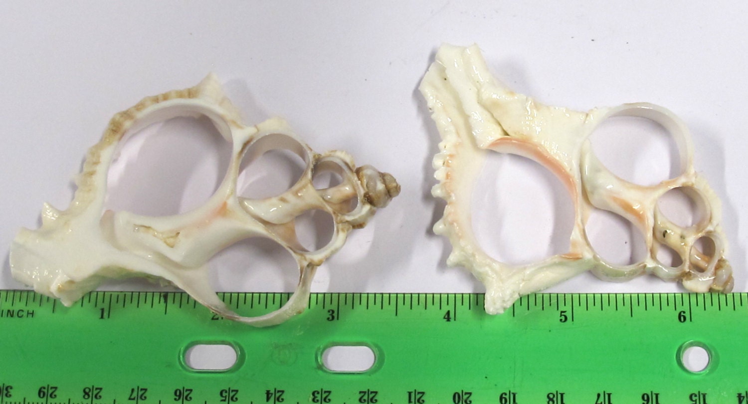 1 Large complete center cut conch shell pendant - 3 to 4 inches long - SP043