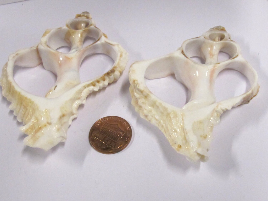 1 Large complete center cut conch shell pendant - 3 to 4 inches long - SP043