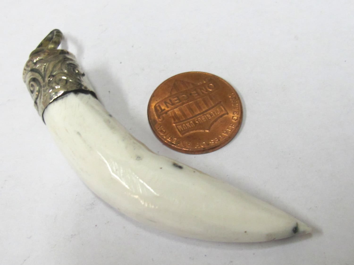 1 Pendant - Tibetan silver capped Naga Conch shell pendant - PM268