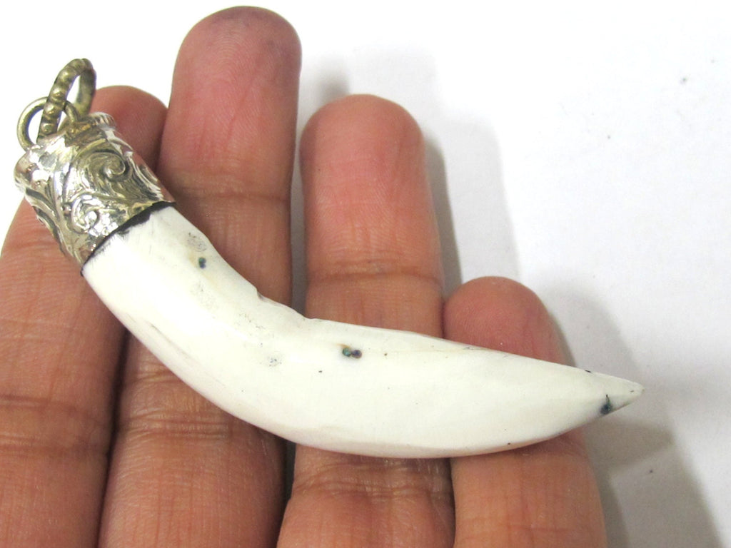 1 Pendant - Tibetan silver capped Naga Conch shell pendant - PM268