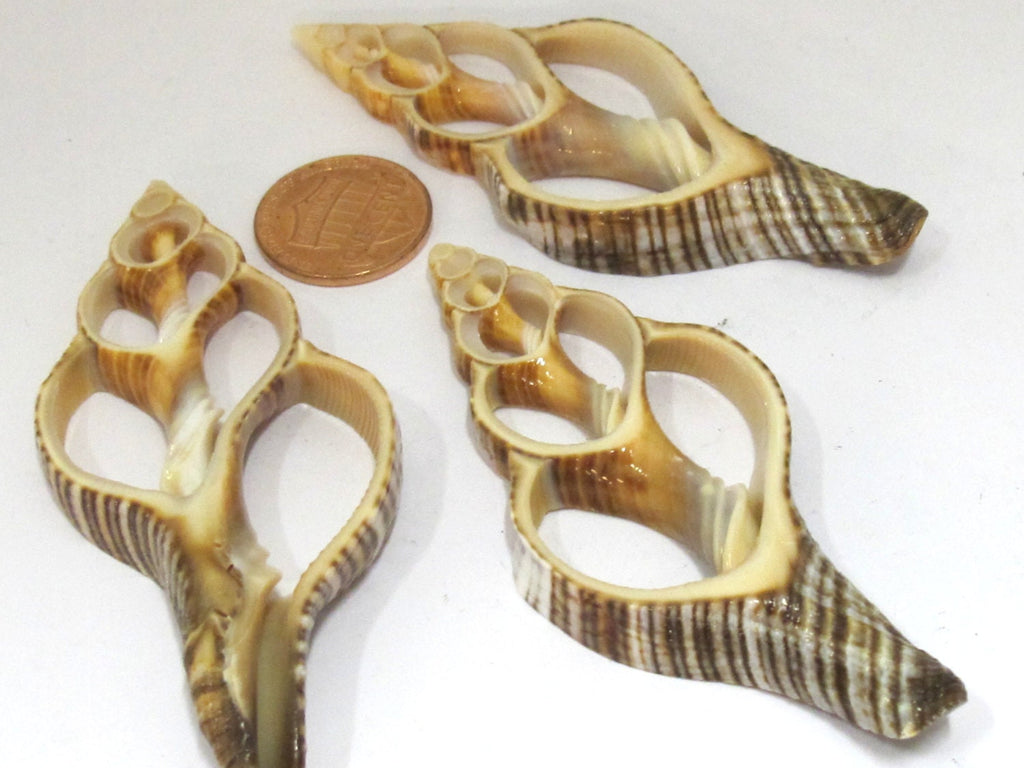 1 Large complete center cut shell pendant - 2.75 - 3.25 inches long - SP048