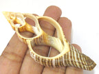 1 Large complete center cut shell pendant - 2.75 - 3.25 inches long - SP048