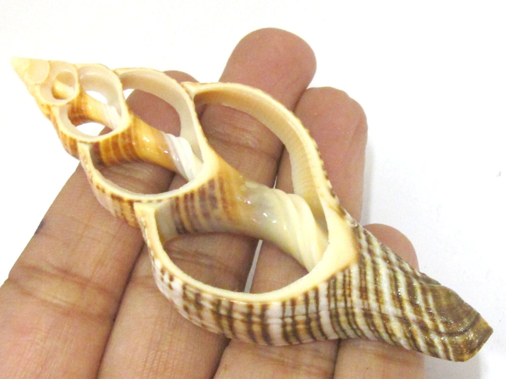 1 Large complete center cut shell pendant - 2.75 - 3.25 inches long - SP048