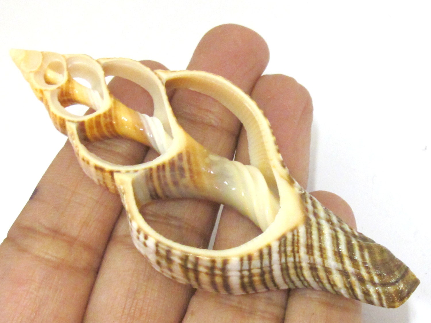 1 Large complete center cut shell pendant - 2.75 - 3.25 inches long - SP048