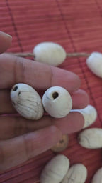 1 Bead - Thick Ethnic tibetan old vintage naga conch shell large focal bead from Nepal  - CH046G