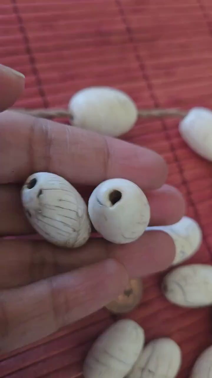 1 Bead - Thick Ethnic tibetan old vintage naga conch shell large focal bead from Nepal  - CH046G